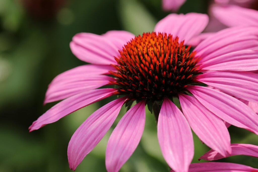 flower 7348301 1920 1