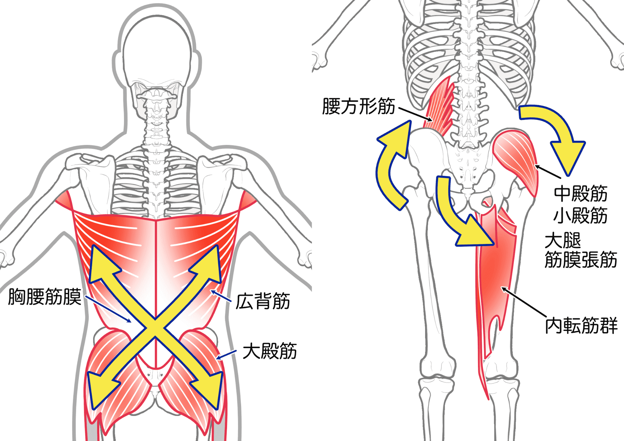 筋肉連鎖を表したイラスト