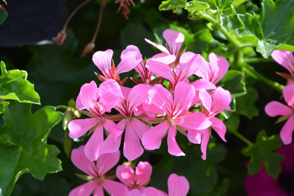 トップページ 50 geranium 2649429 1920 1