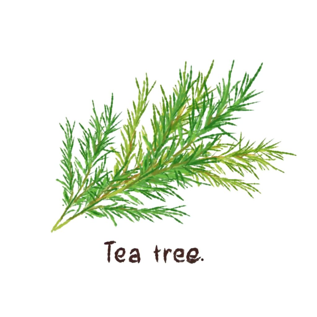 ティーツリー精油とは何か？― マヌカハニーとの違い、抗菌作用、そして正しい付き合い方