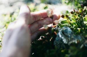ezra jeffrey comeau pfLyJGOeFaY unsplash 1