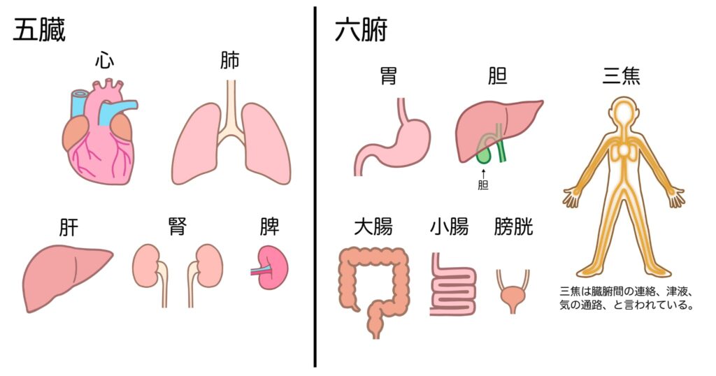【#16後編】胃経とは何か?脾経とは何か?~男女の差はどう説明されているのか?~ 7 22690141 1