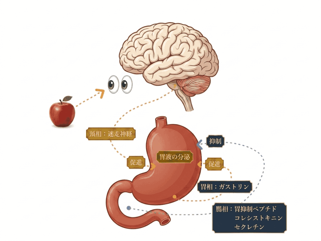 視覚情報は食欲にも関わる