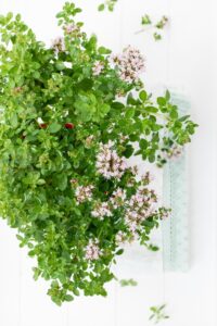 【マジョラム】母のような優しさを持つハーブ ― 心と体をやさしく温める香り