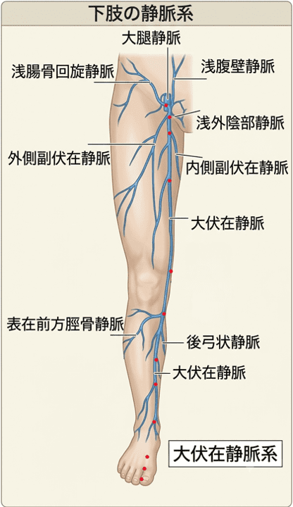 下肢の静脈系と肝経