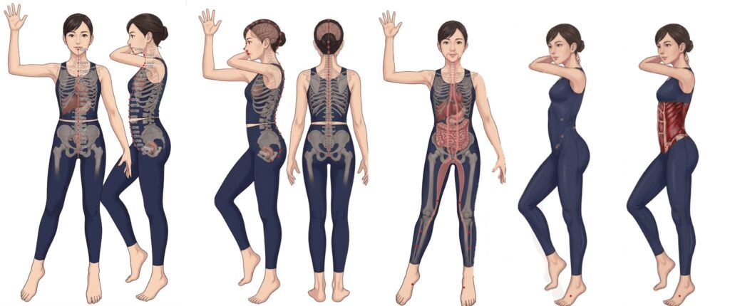 【#3】奇経八脈・チャクラと進化論。人類の根源を辿る 4 任脈・督脈・衝脈・帯脈の図
