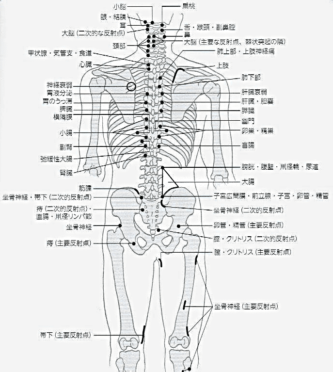 神経リンパ反射の背側図
