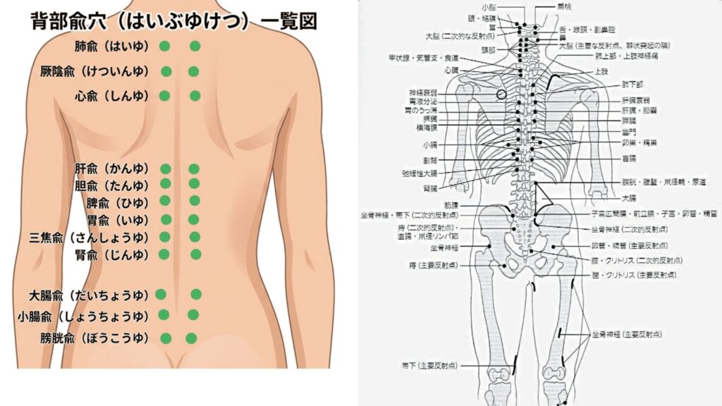 背部兪穴と神経リンパ反射 1